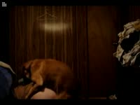 Amateur beastiality lover having dog sex in her room